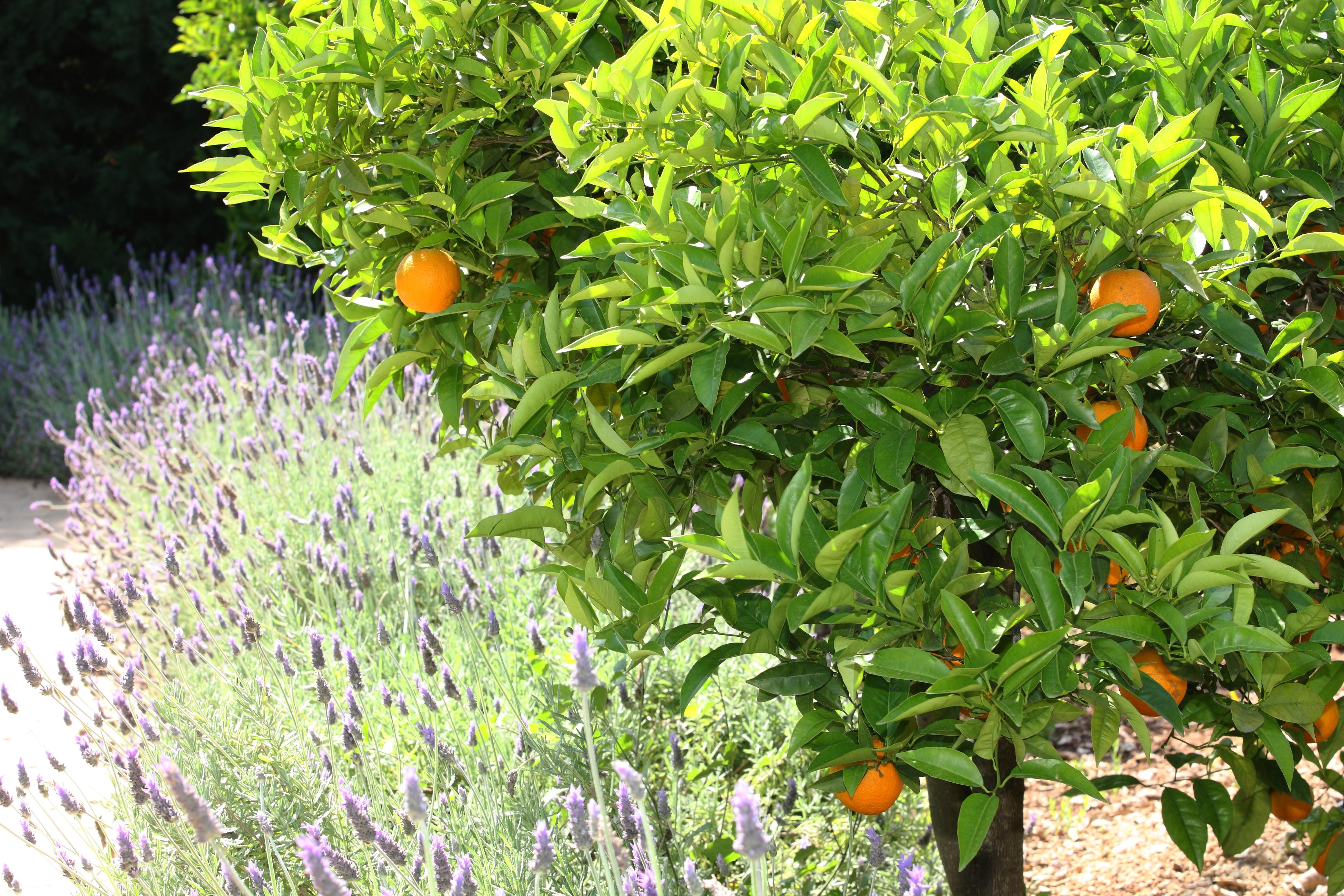 Finca Ca'S Curial - Agroturismo - Adults Only Soller Ngoại thất bức ảnh