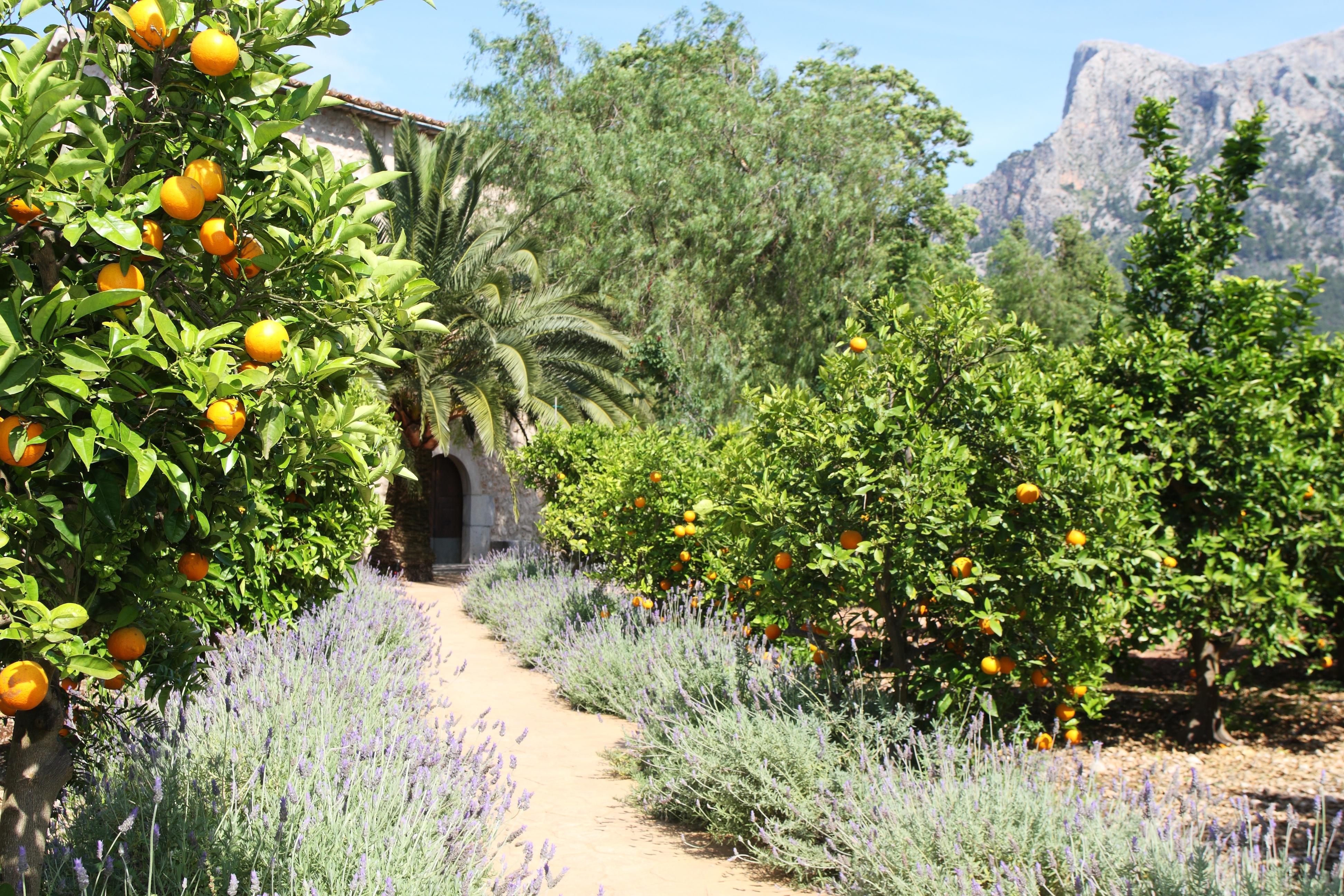 Finca Ca'S Curial - Agroturismo - Adults Only Soller Ngoại thất bức ảnh