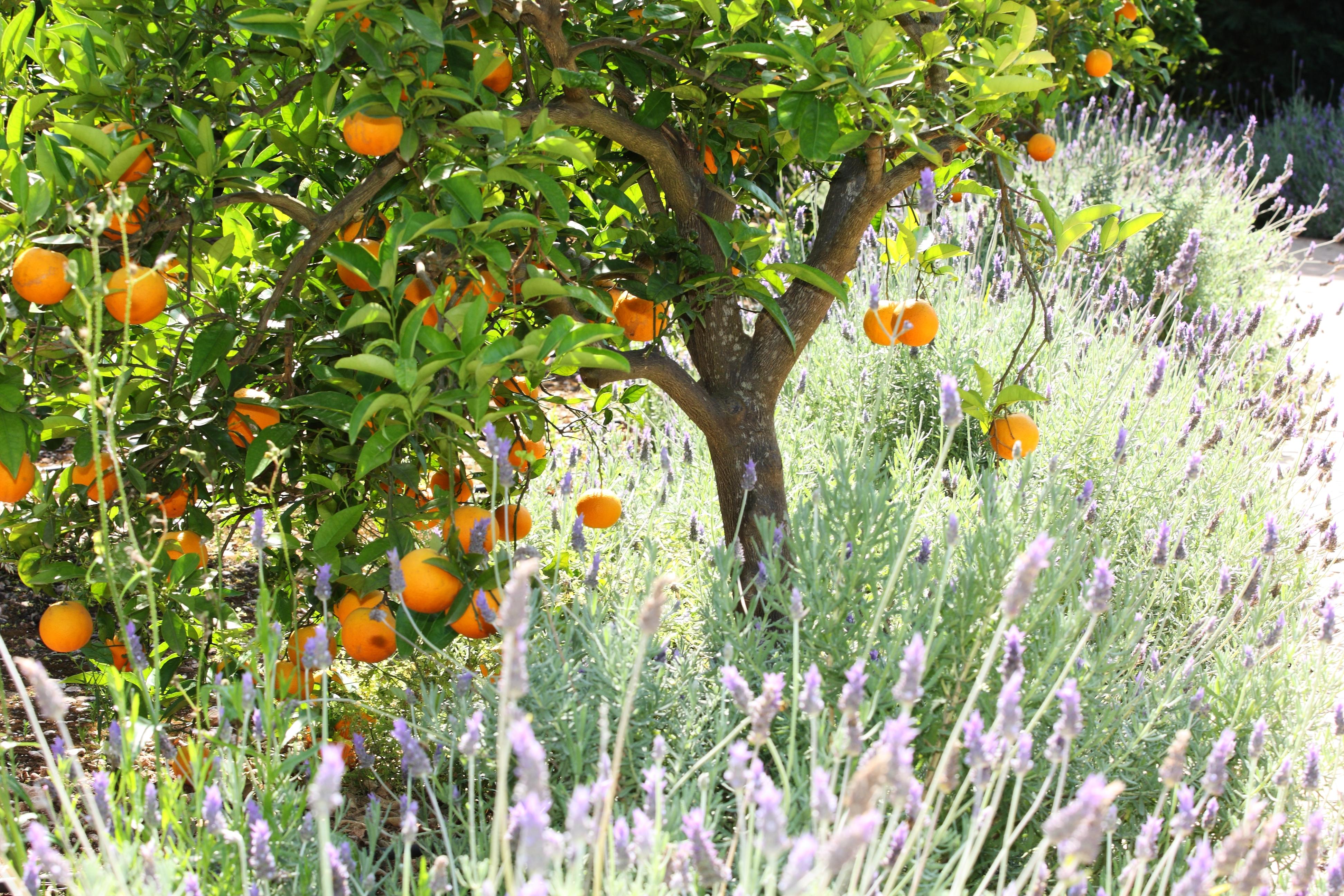 Finca Ca'S Curial - Agroturismo - Adults Only Soller Ngoại thất bức ảnh