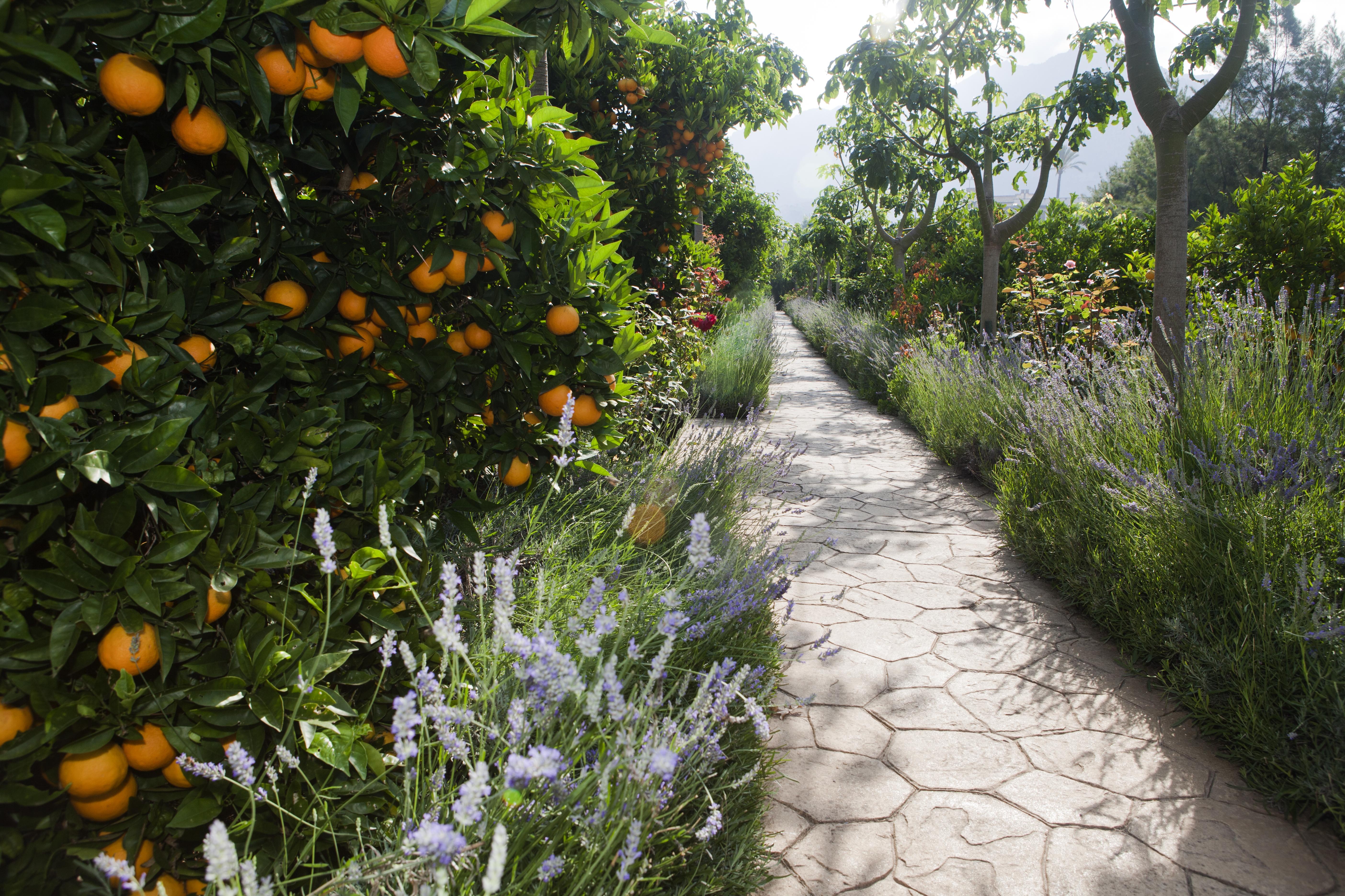 Finca Ca'S Curial - Agroturismo - Adults Only Soller Ngoại thất bức ảnh