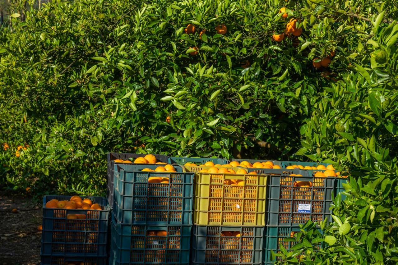 Finca Ca'S Curial - Agroturismo - Adults Only Soller Ngoại thất bức ảnh