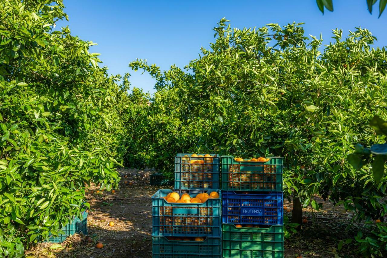 Finca Ca'S Curial - Agroturismo - Adults Only Soller Ngoại thất bức ảnh